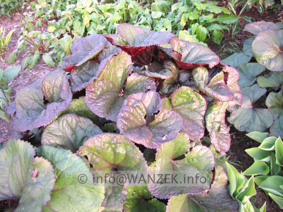 Ligularia clivorum Desdemona.JPG